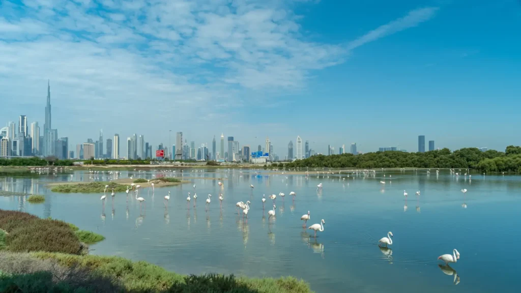 Cinematic view of wild flamingos against the Dubai skyline and urban infrastructure, captured for the Arab Urban Development Institute regional media deployment.